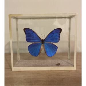 VTG Blue Morpho Anaxibia Real Butterfly Brazil In Acrylic Display Case READ